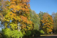 Золотая осень в парке Ораниенбаума